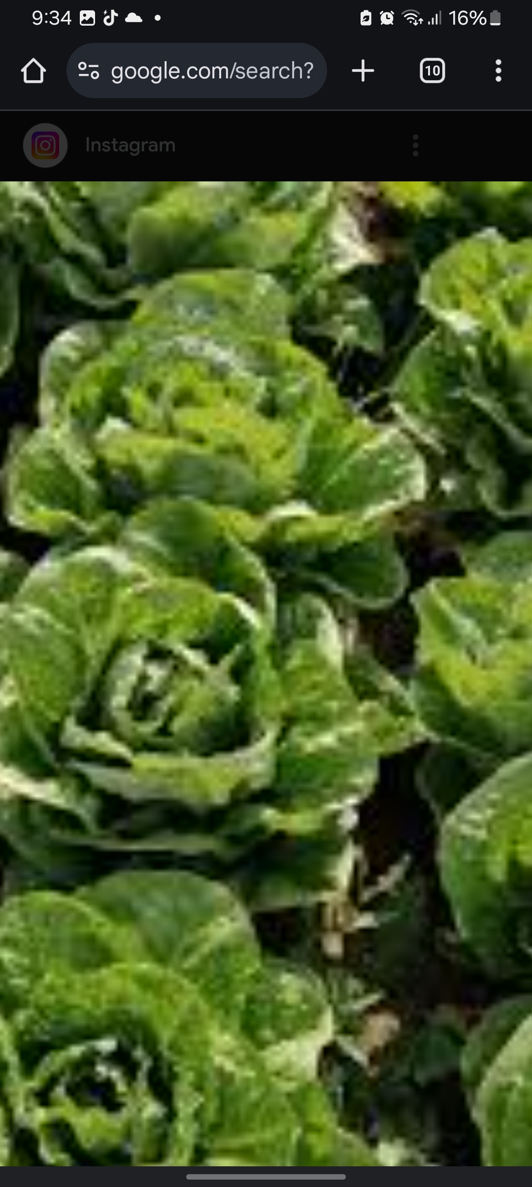 Lettuce