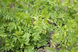 Lentils