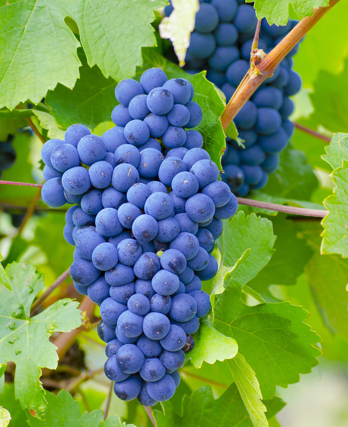 grapes