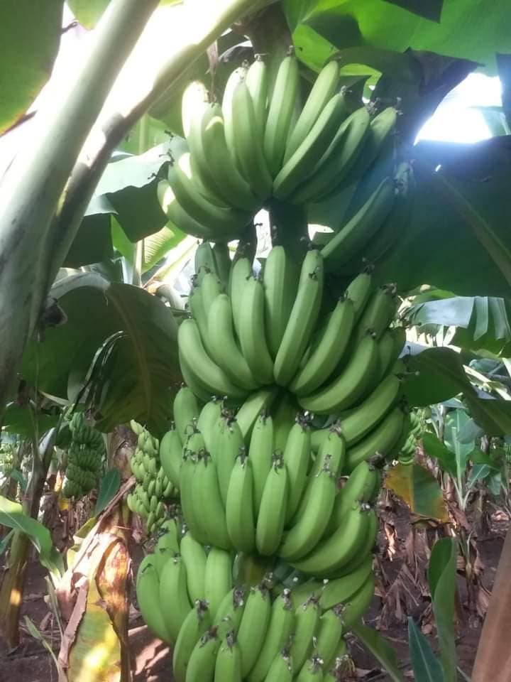 🍌  Plantain (Banana Cousin)