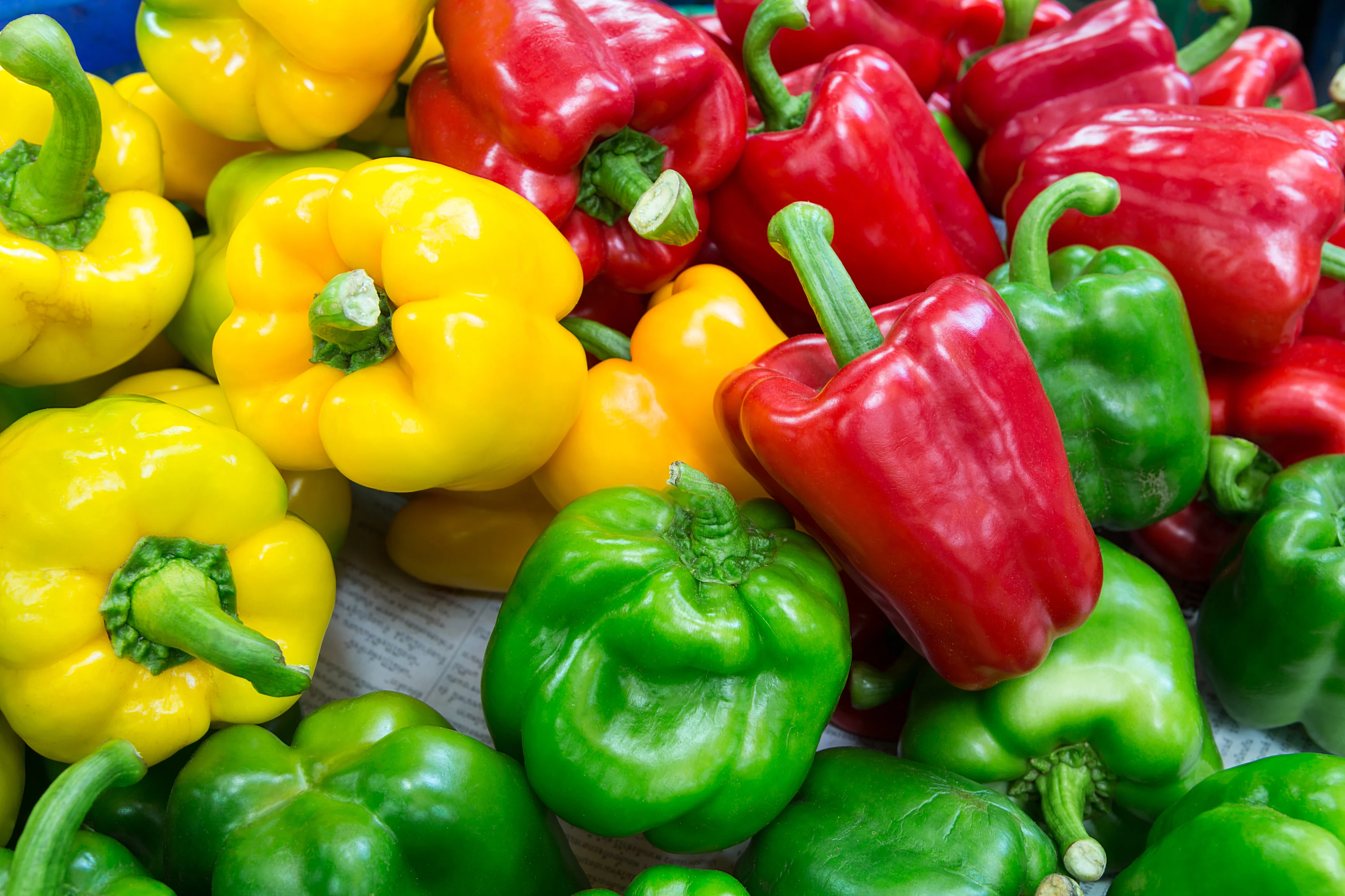 🫑  Fresh Organic Bell Peppers Grown in St Vincent