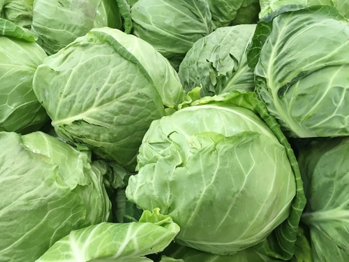 🥬 Organic Green Challenger Cabbage