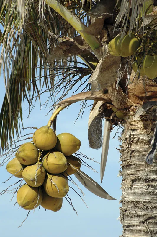 🥥 Organic Coconuts – Grown in Saint Vincent