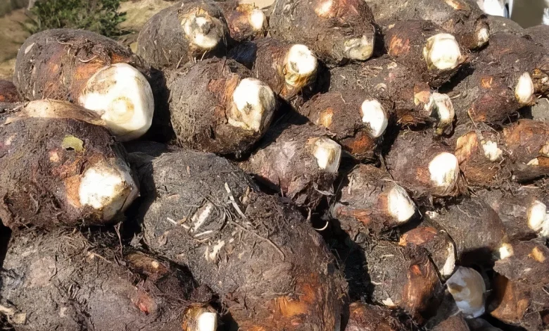 🥔 Organic Dasheen: Grown in Volcanic Soil