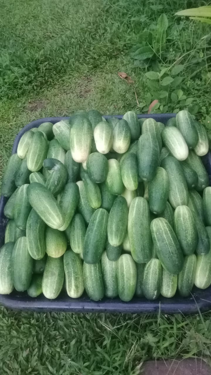 🥒  Organic Cucumbers (Eureka)