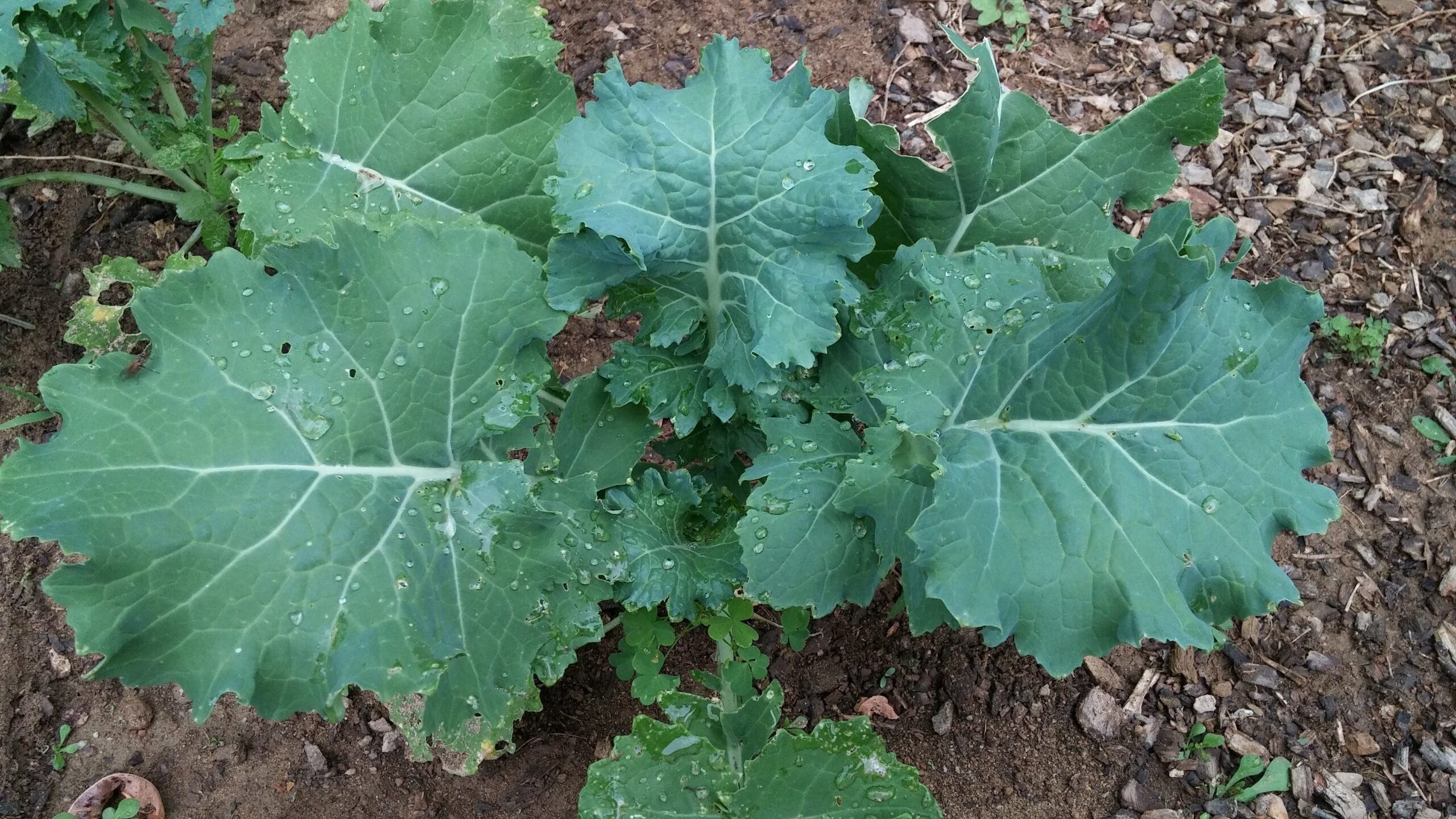 🥬  Organic White Russian Kale