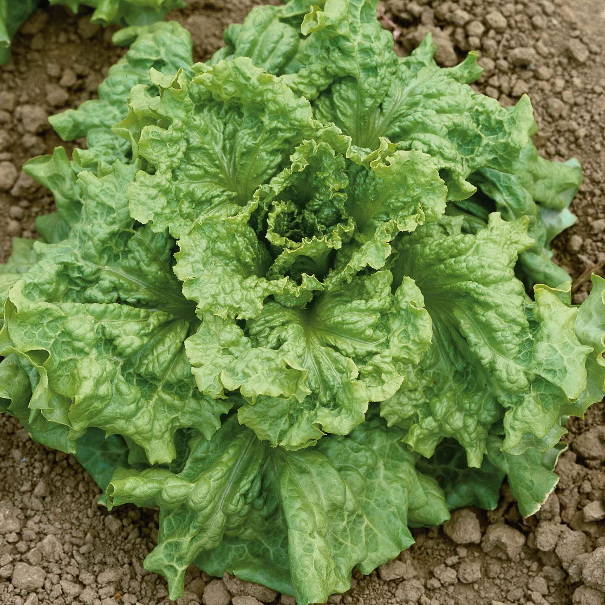 🥬  Organically Grown Lettuce in Marriaqua Valley in St Vincent