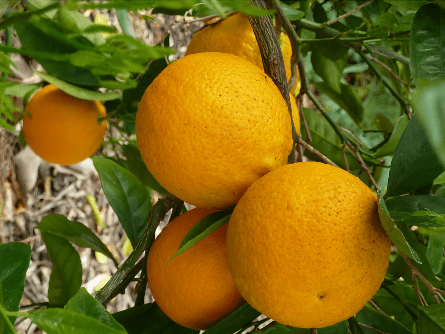 🍊 Organic Oranges