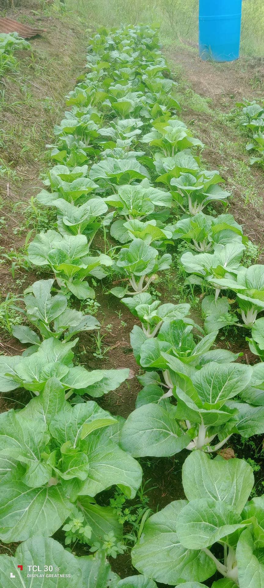 🥬  Organic Pak Choi (Chinese Cabbage) — Grown with Care, Nurtured by Nature