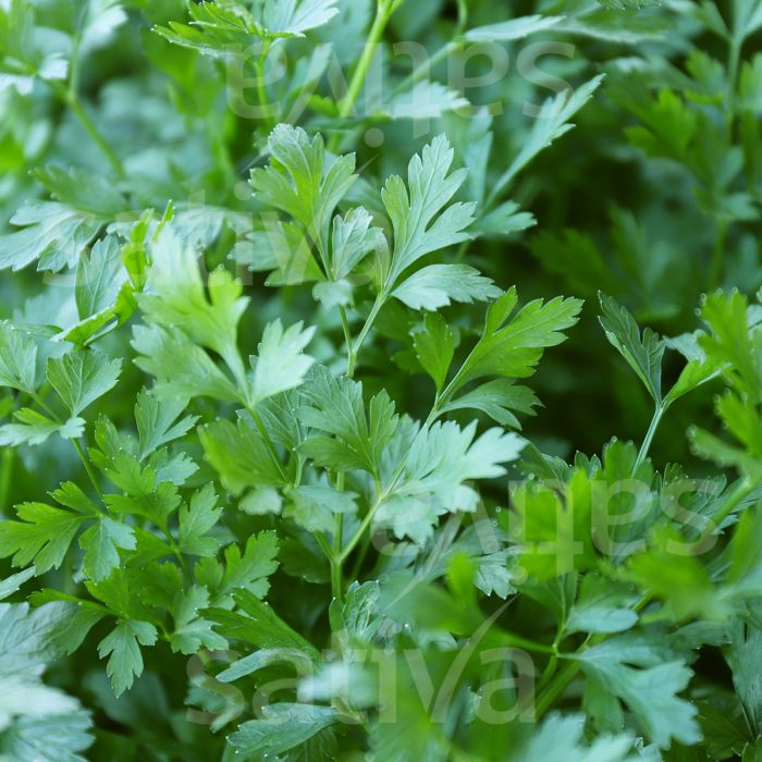 🌿  Parsley