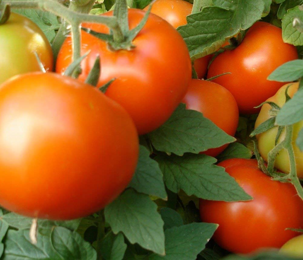 🌋 Volcanic  🍅 Tomatoes