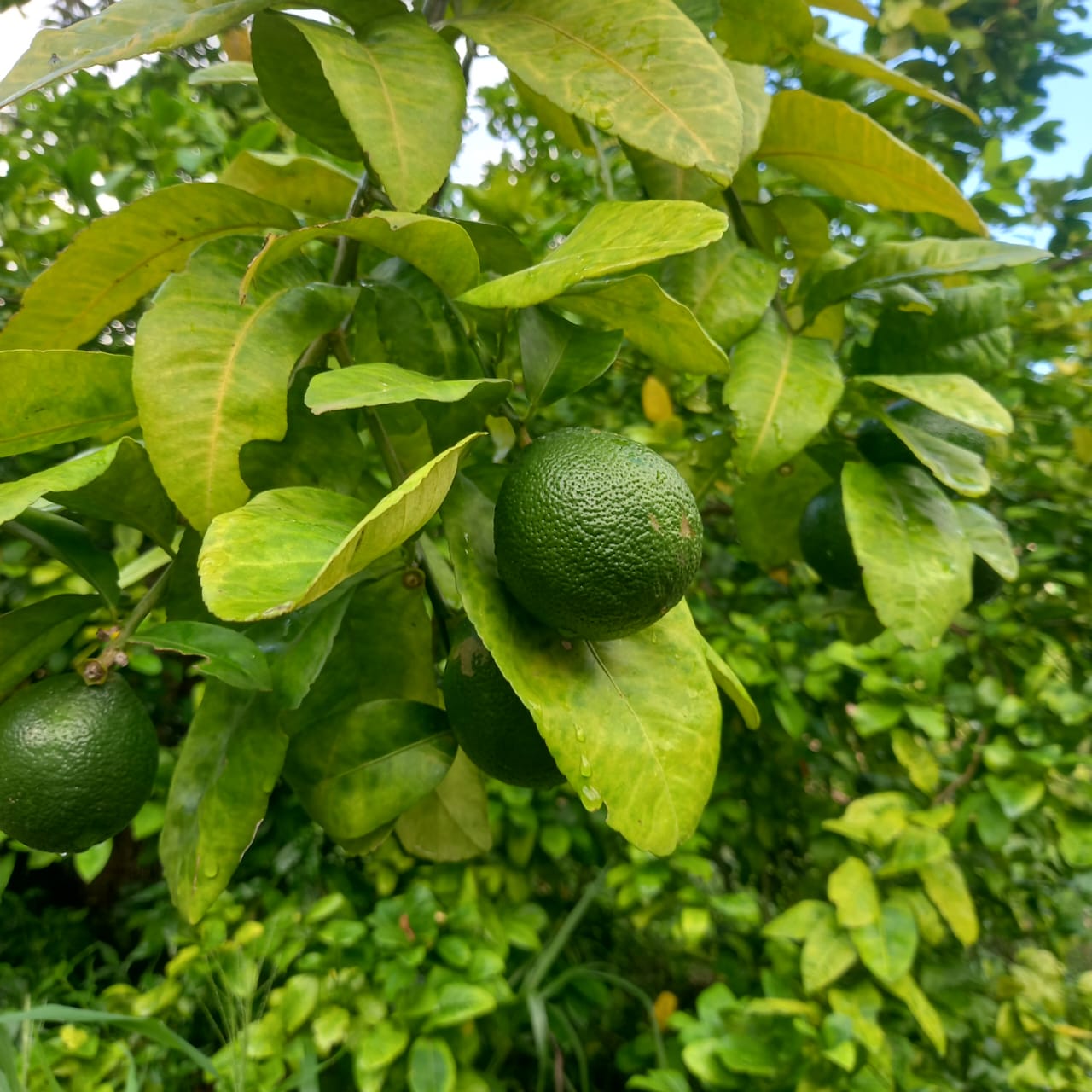 🍋‍🟩     Grafted Lime