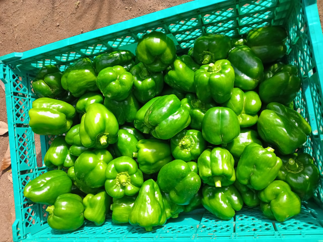 🫑  Sweet pepper