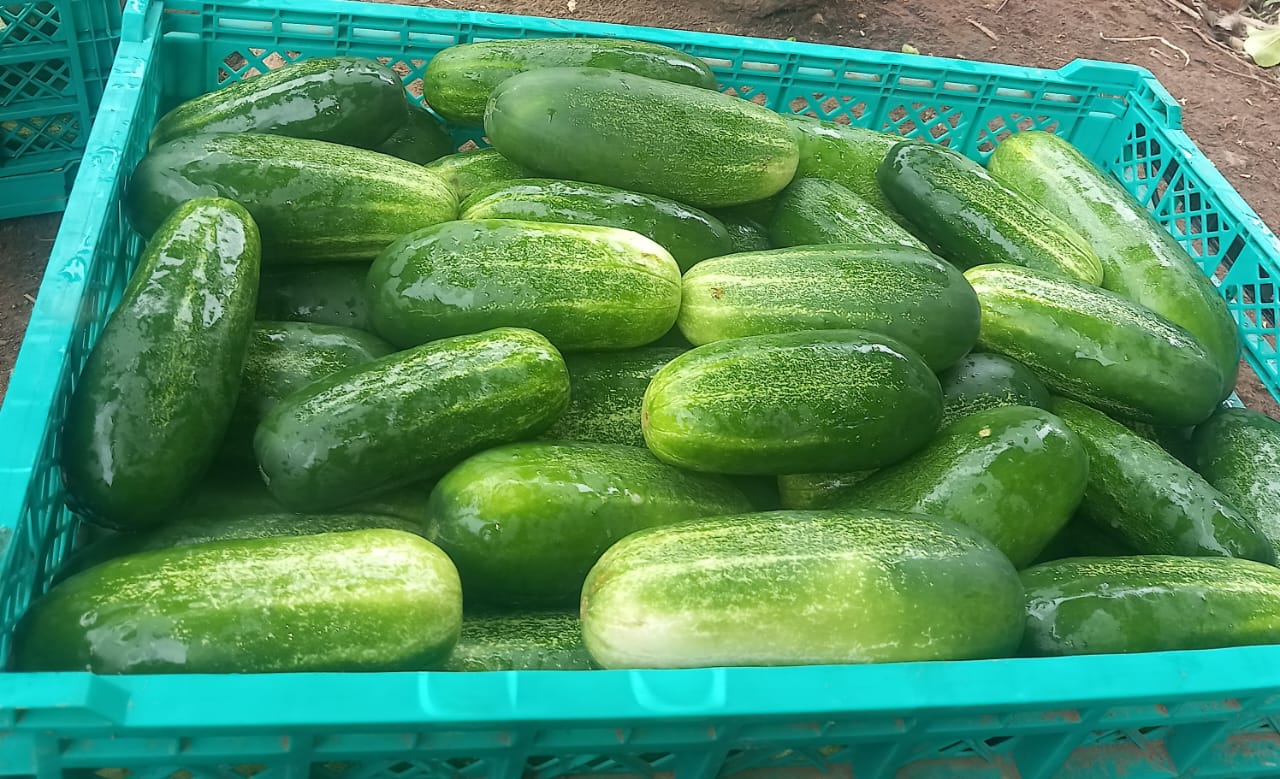 🥒  Eureka Organic Cucumbers