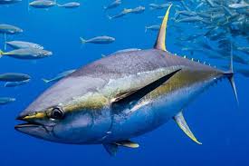 Atlantic Yellow Fin Tuna
