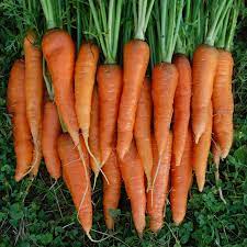 Carrot