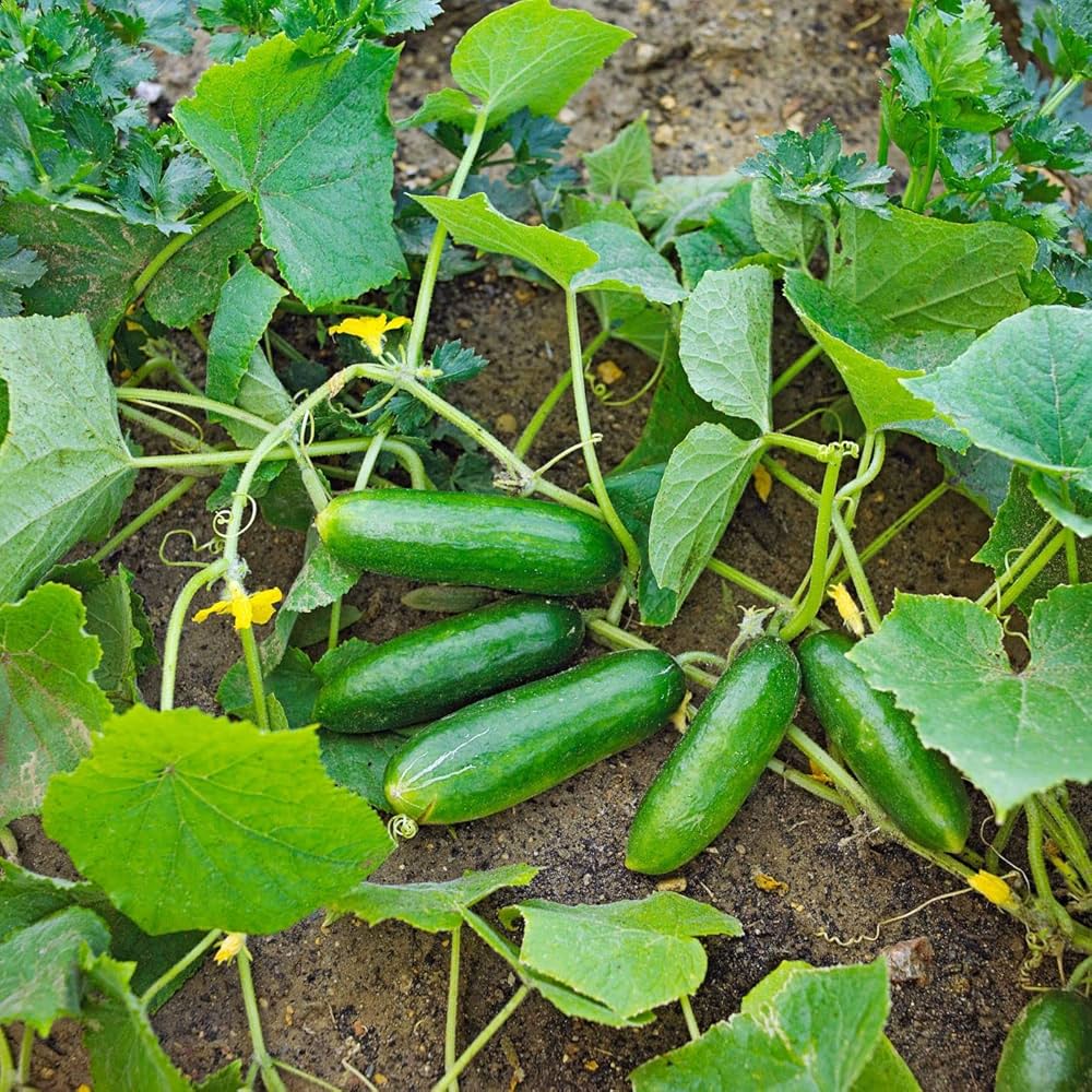 Organic Marketer Cucumbers
