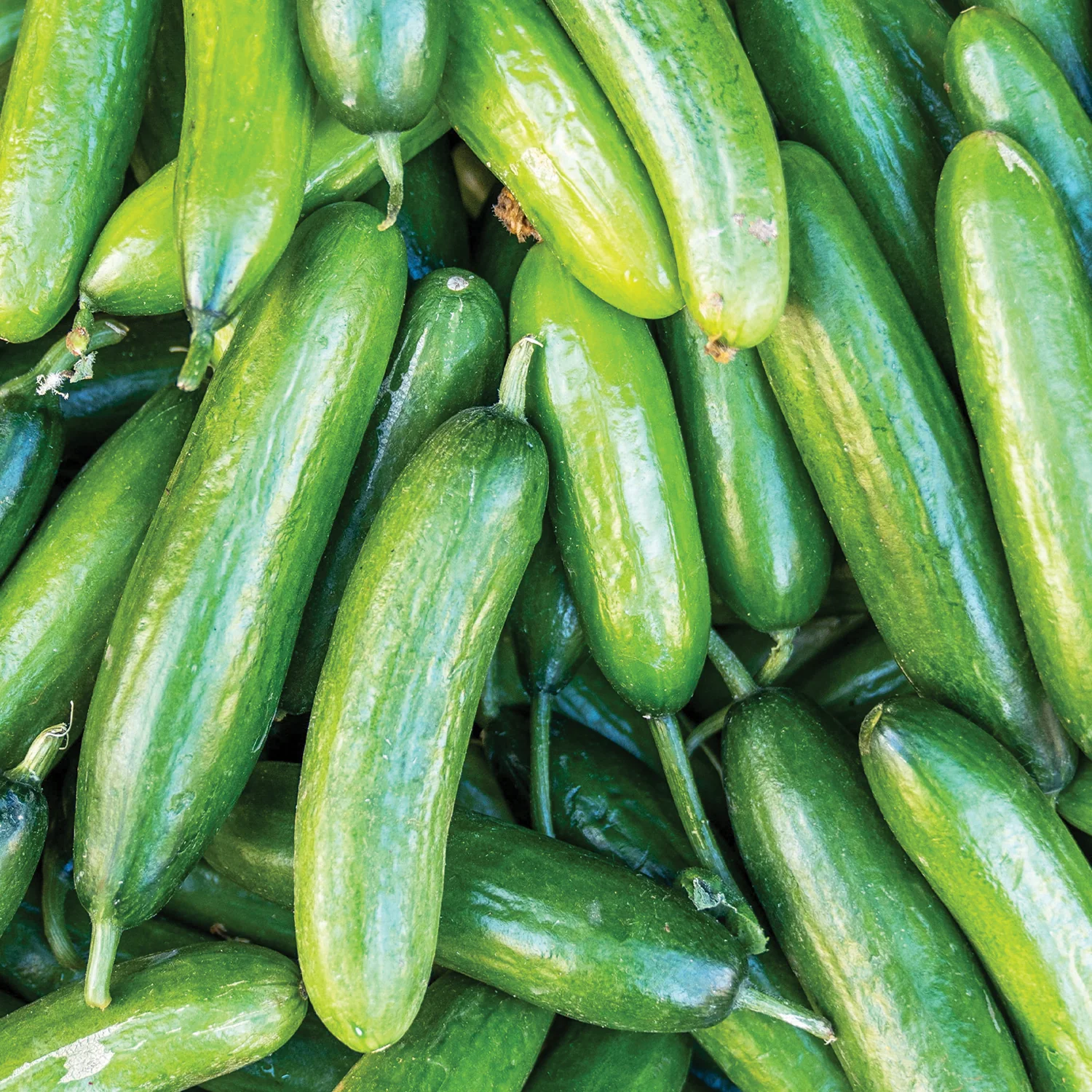 Organic Marketer Cucumbers