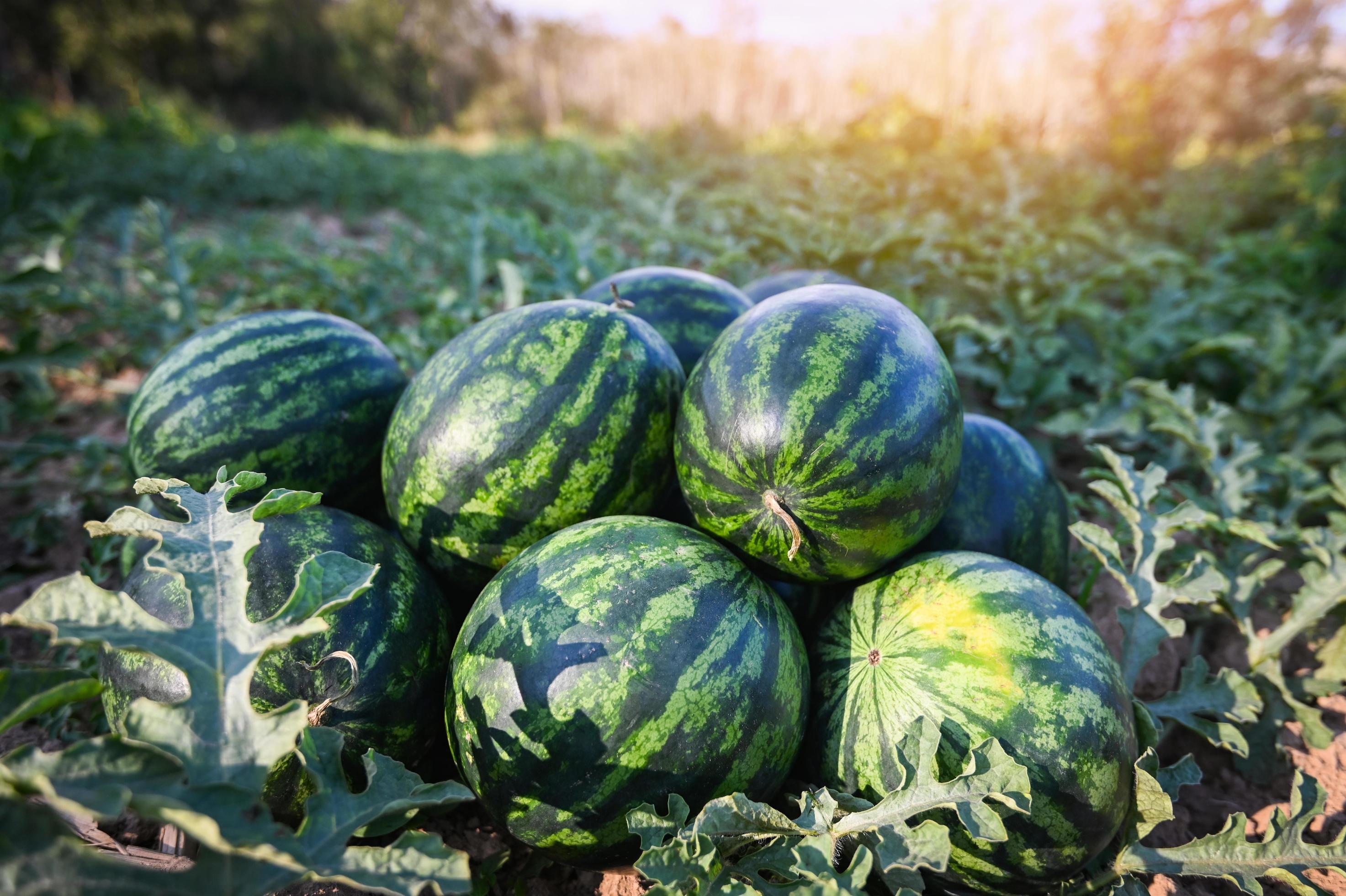 Watermelon (Red)