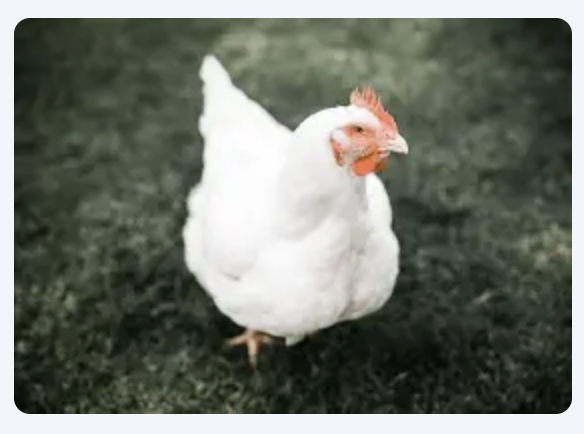 Free Range Chickens for Sale in St. Vincent