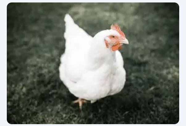 Free Range Chickens for Sale in St. Vincent