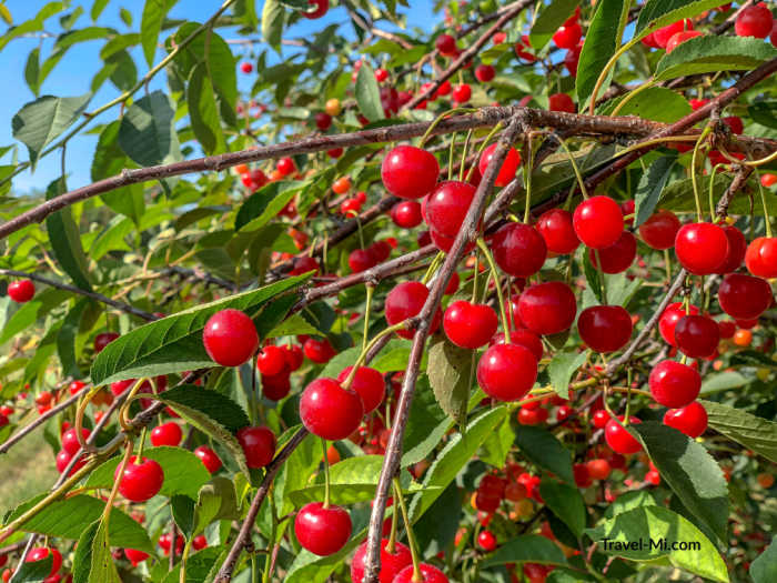 Michigan Grown Cherries: Organic.