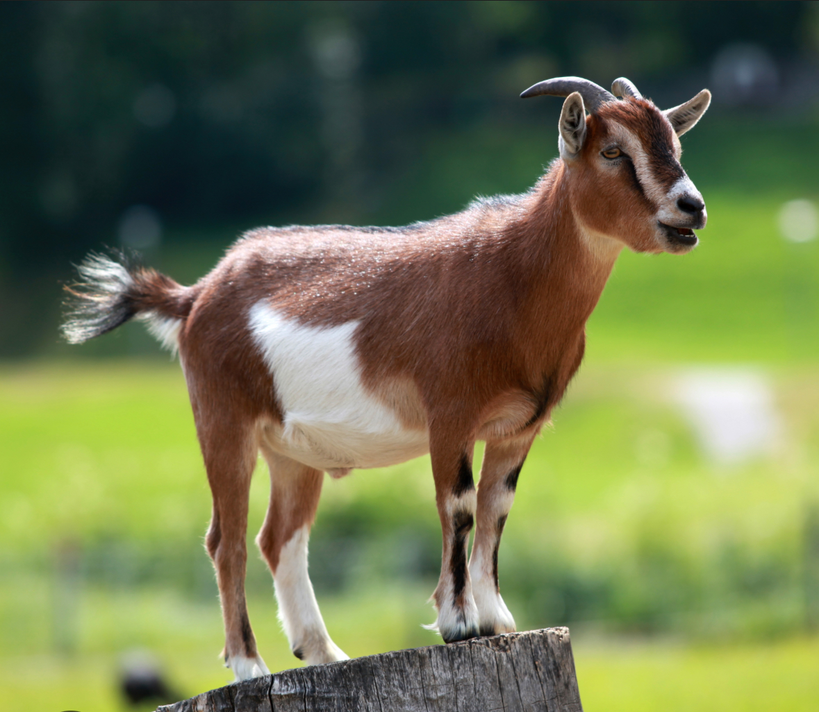 Halal Free-Range Goats - Vincie Goats