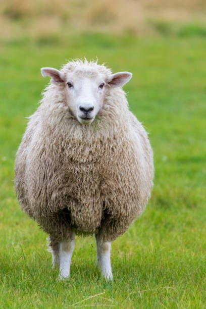 Free Range Sheep (Halal)