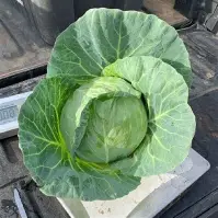 Organic Cabbage