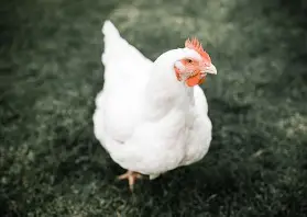 Free Range Chickens for Sale in St. Vincent