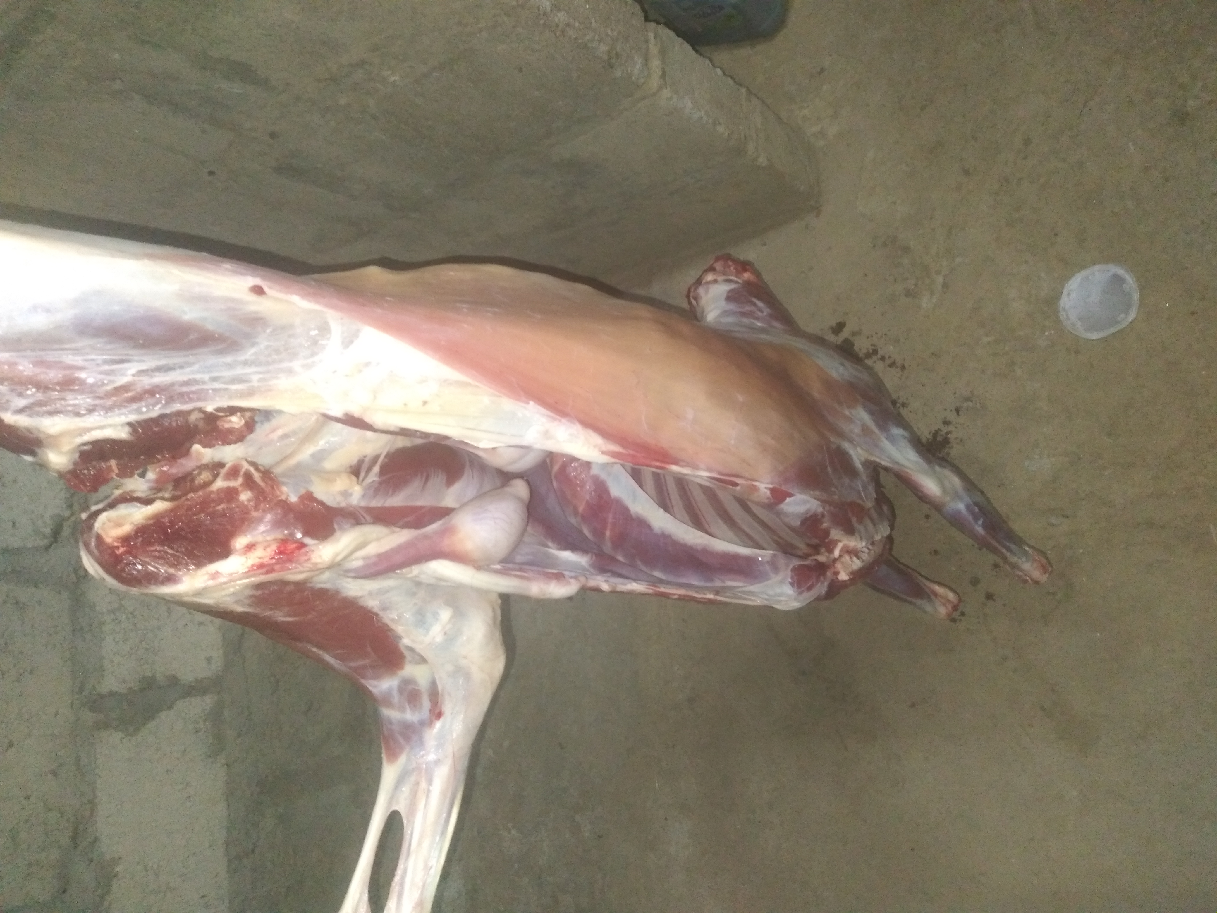Sheep meat for sale