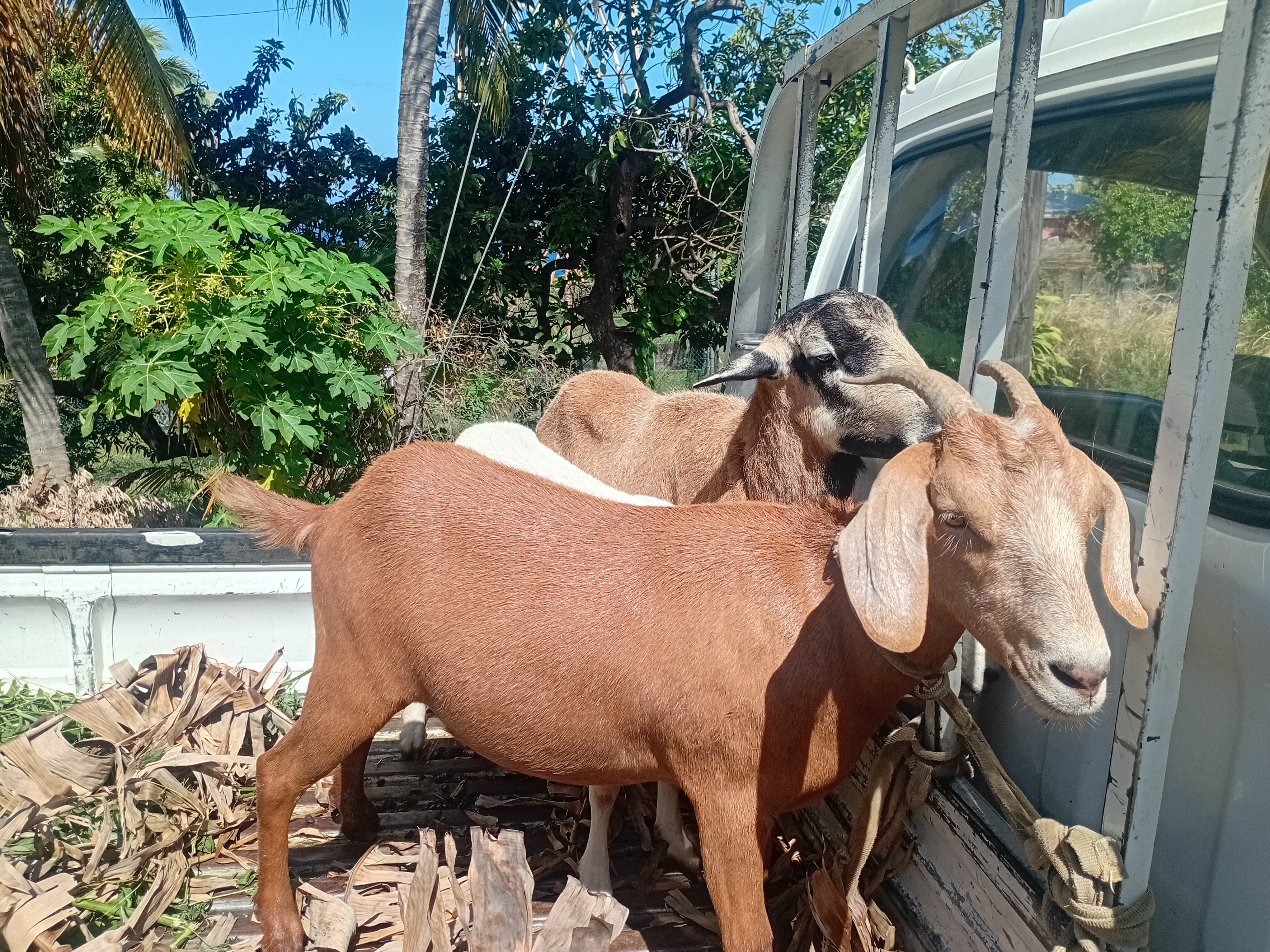 Vincy free ranged goats for sale