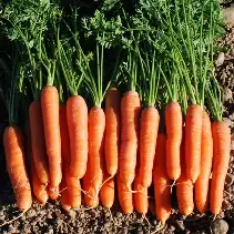 Organic Carrots
