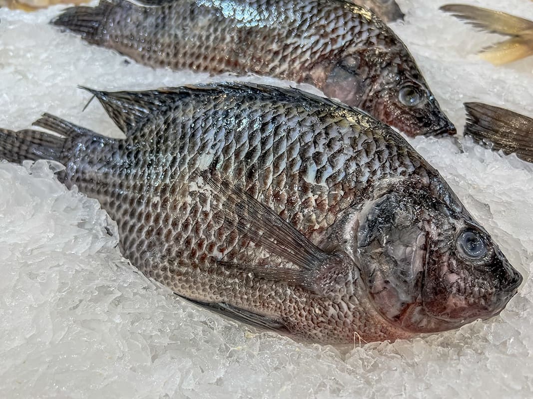 Jamacian Talapia