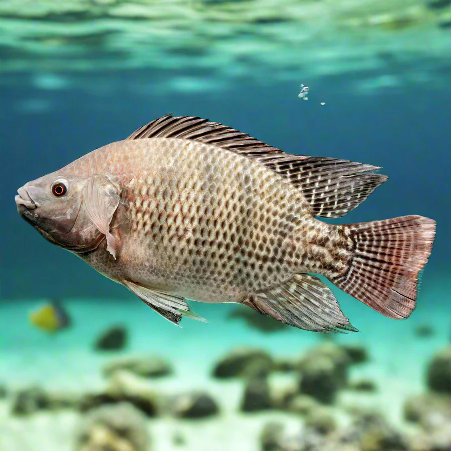 Jamacian Talapia