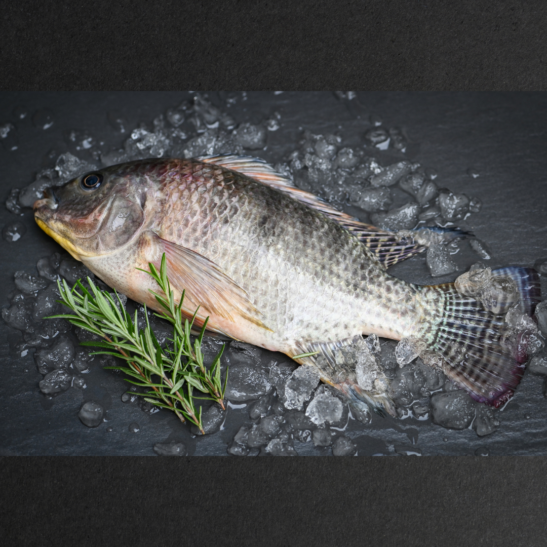Jamacian Talapia