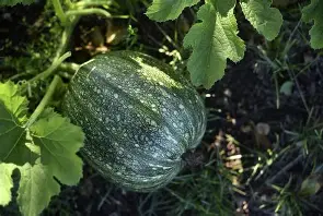 Organic Pumpkins