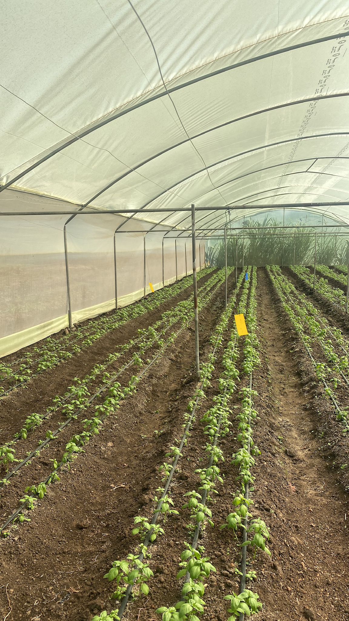 Arugala Green House Plot